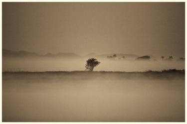 Tree in the Mist - Limited Edition of 20 thumb