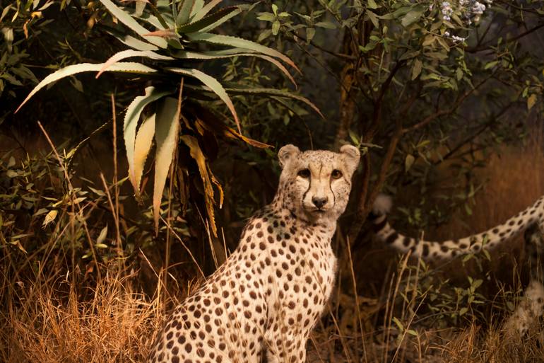 Original Figurative Nature Photography by Riccardo Cavallari