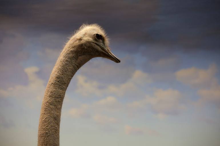 Original Figurative Nature Photography by Riccardo Cavallari