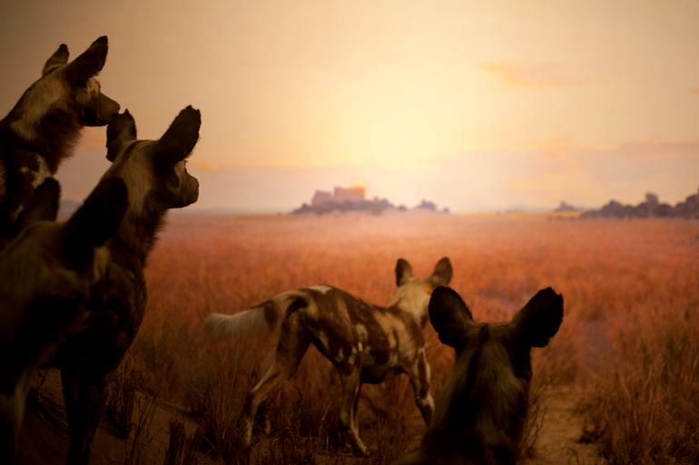 Original Figurative Nature Photography by Riccardo Cavallari