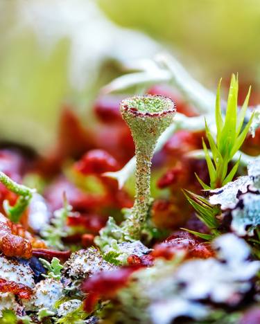 FOREST STORIES - MACRO PHOTO OF LICHEN CLADONIA 40-50 thumb