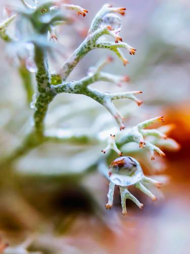 THE SILENT EYE - ART PHOTO PRINT, NORTHERN NATURE thumb