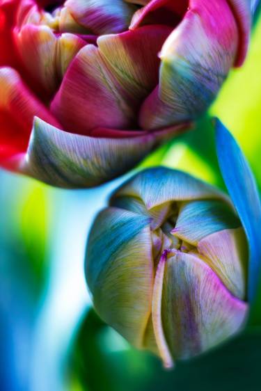 The Splash of Spring - an art photo of tulip flowers thumb