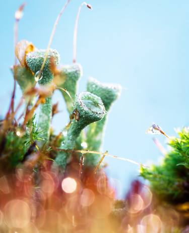 Original Impressionism Nature Photography by Inna Etuvgi