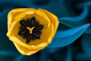 Free Flow - tulip art photo print thumb