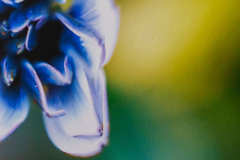 Original Impressionism Floral Photography by Inna Etuvgi