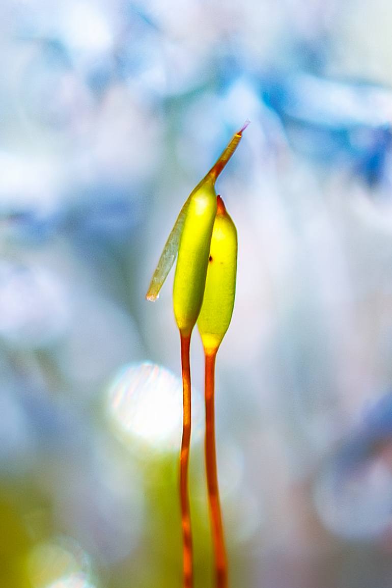 Original Impressionism Nature Photography by Inna Etuvgi