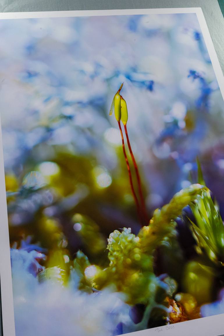 Original Impressionism Nature Photography by Inna Etuvgi