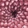 Pink Vortex of bloom - art photo print