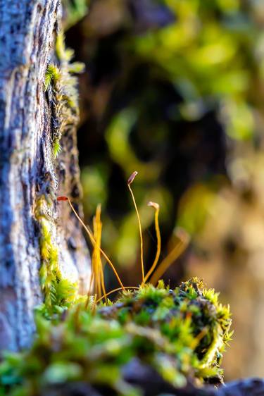 Forest's eye - Macro Photo of moss capsule in the Swedish forest thumb