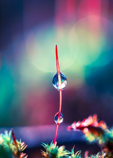 Be bold - you are beautiful! - macro photo of moss sporophyte thumb