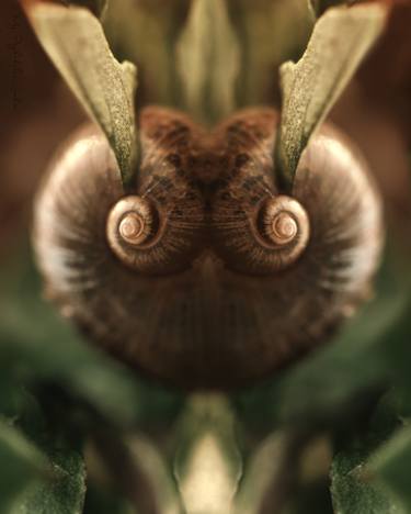 Love Snitch - manipulated macro photography of a snail shell. Brown, green. For Harry Potter fans. - Limited Edition of 9 thumb