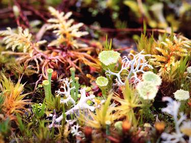 Forest mossy wonderland - macro photography of lichens and mosses in the Swedish forest. - Limited Edition of 13 thumb