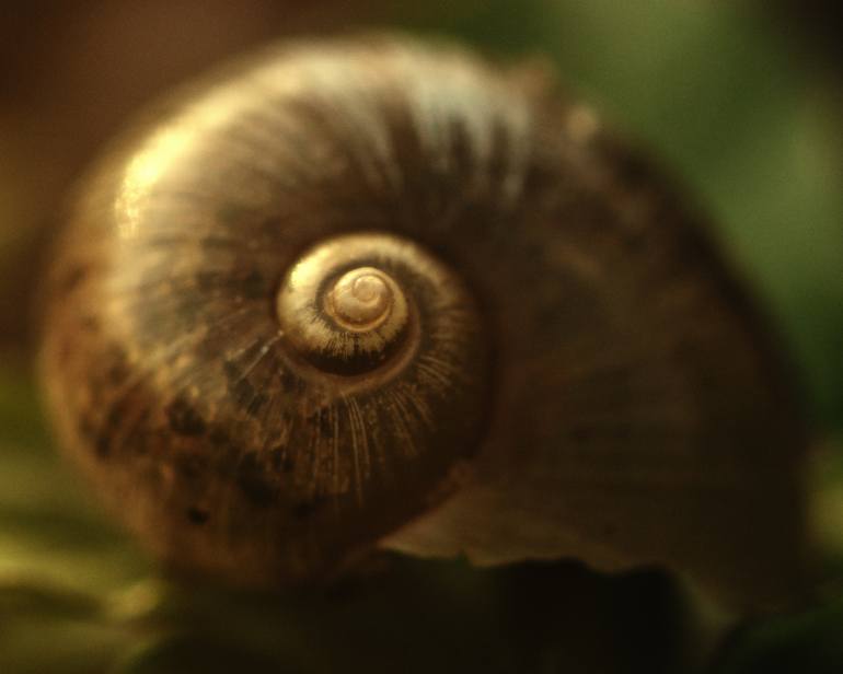 Original Abstract Nature Photography by Inna Etuvgi