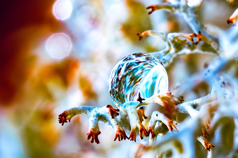 Original Abstract Nature Photography by Inna Etuvgi