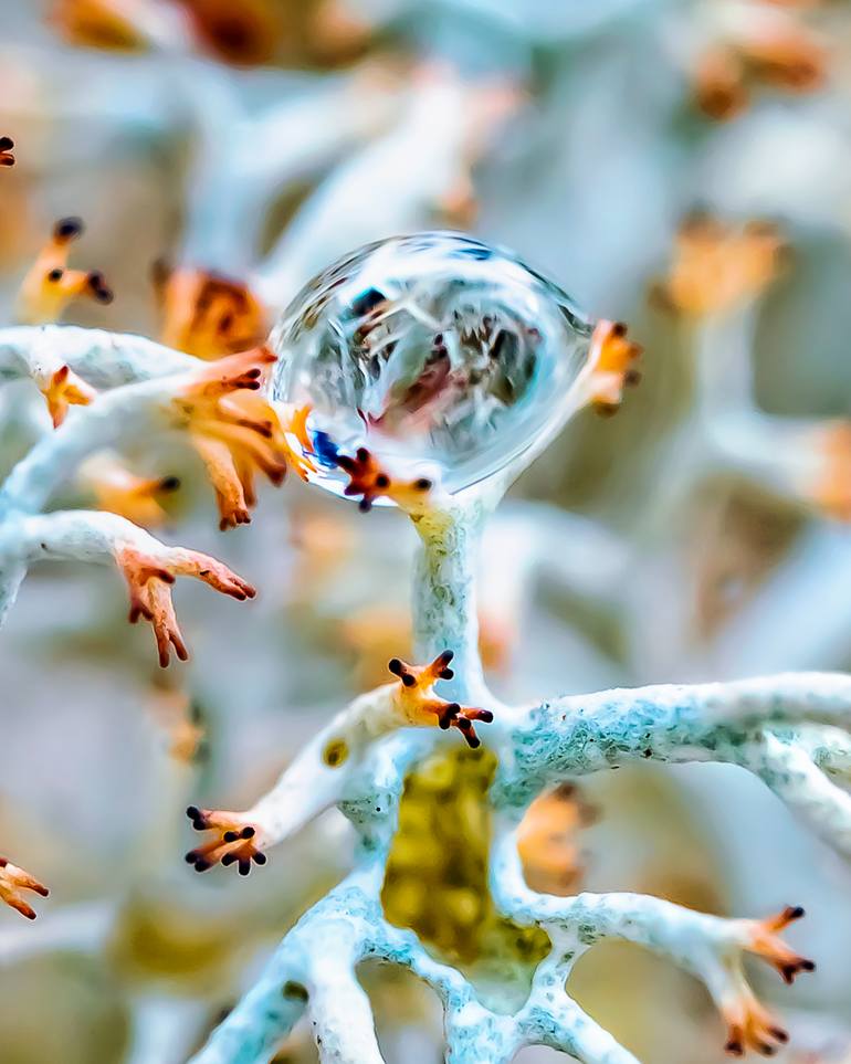Original Surrealism Nature Photography by Inna Etuvgi