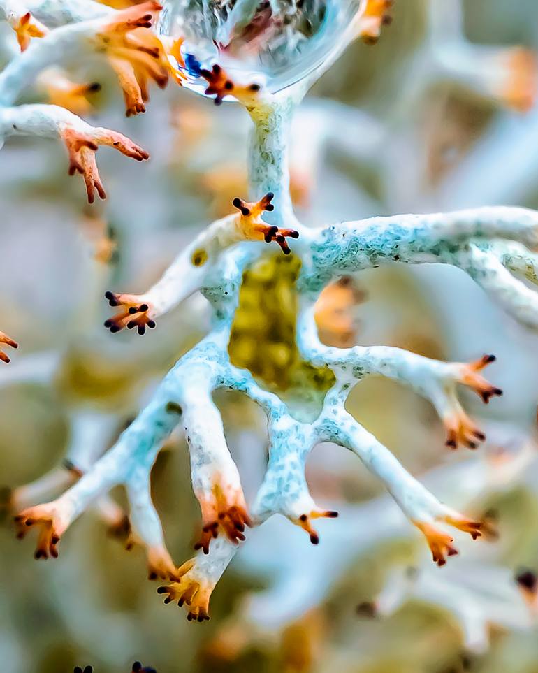 Original Surrealism Nature Photography by Inna Etuvgi