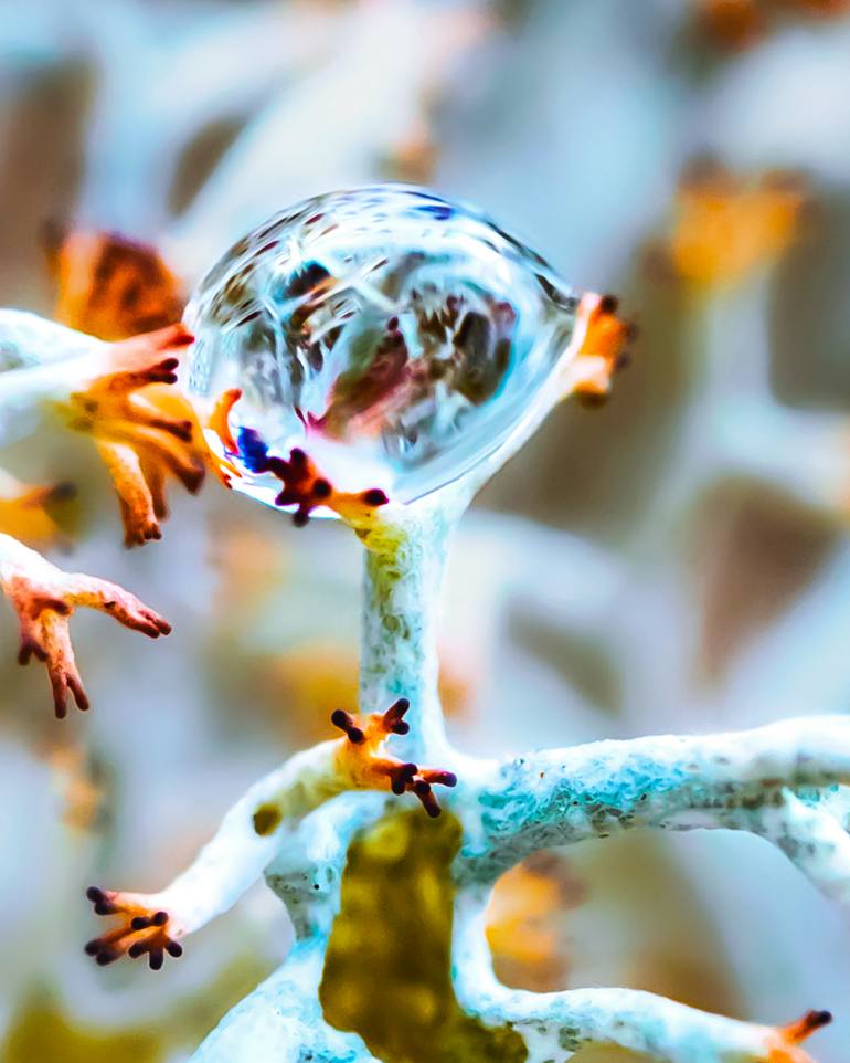 Original Surrealism Nature Photography by Inna Etuvgi