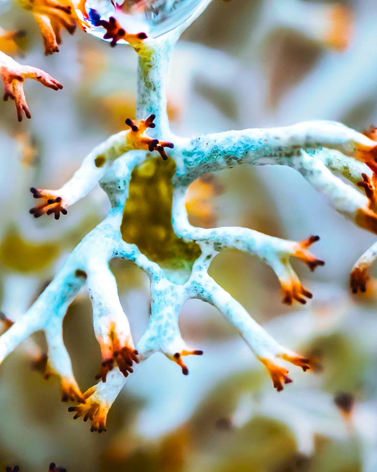 Original Surrealism Nature Photography by Inna Etuvgi