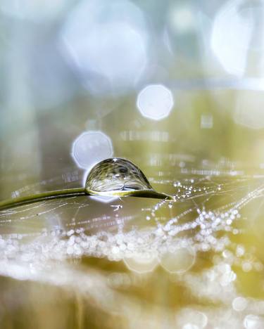 Aphantasia's flight - art photo of a dew drop thumb