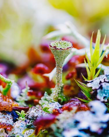 FOREST STORIES - MACRO PHOTO OF LICHEN CLADONIA thumb