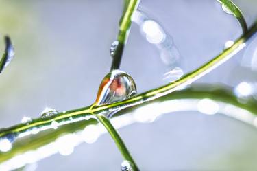 On the roads of gorgeous coriander - photo of a dew drop thumb