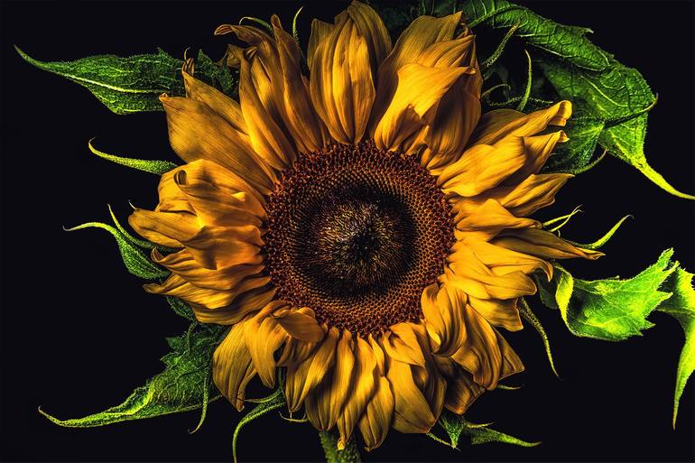 Sunflower No. 2 - Limited Edition of 15