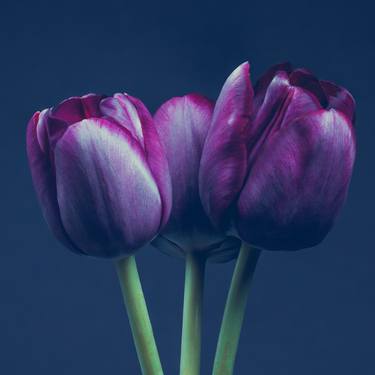 Three Tulips - Limited Edition of 10 thumb