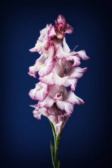 Original Floral Photography by Steve Gallagher