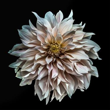 Original Fine Art Floral Photography by Steve Gallagher