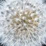 Dandelion No. 1 - DETAIL