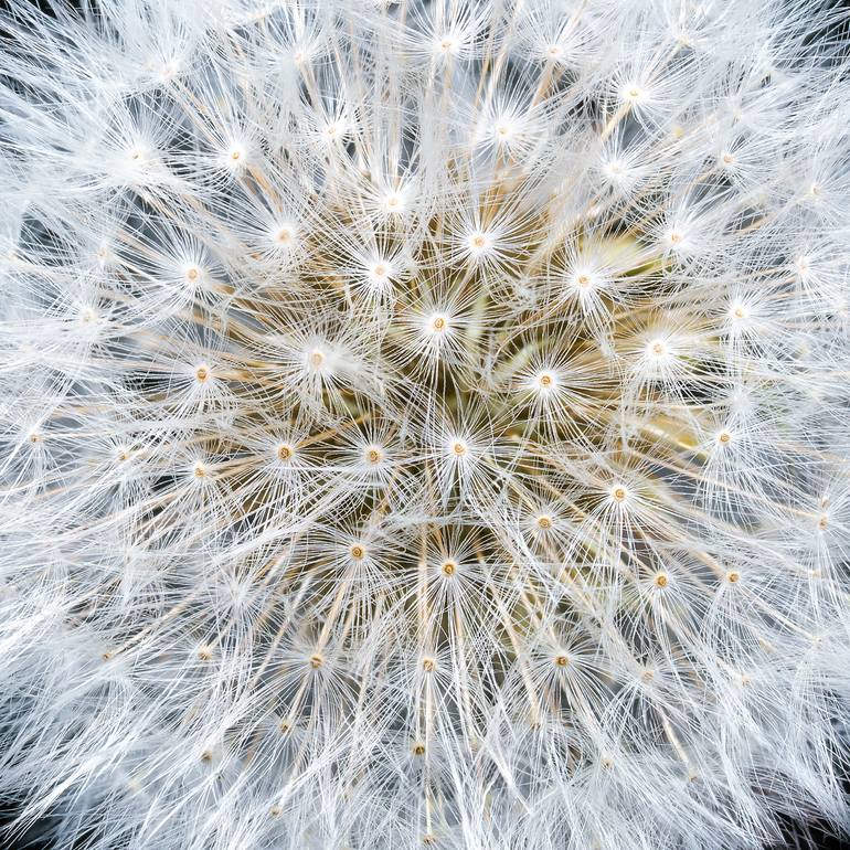 Original Contemporary Floral Photography by Steve Gallagher