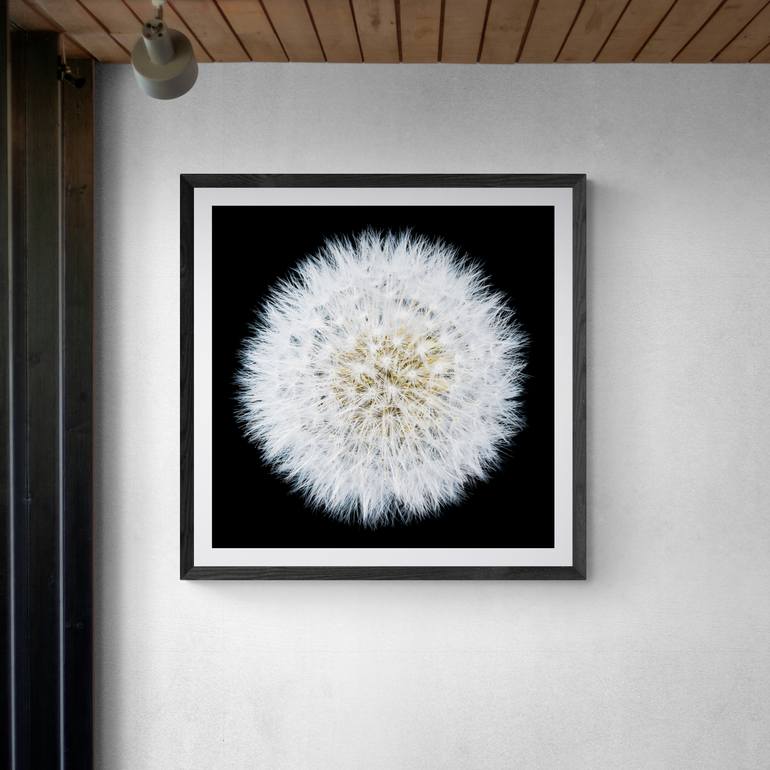 Original Contemporary Floral Photography by Steve Gallagher