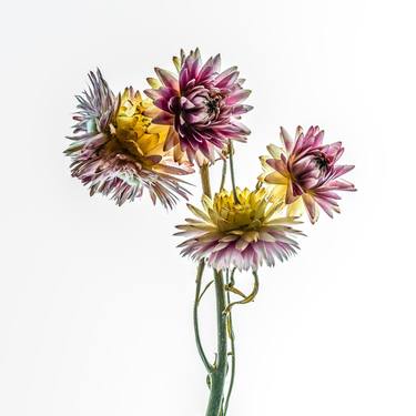 Original Realism Floral Photography by Steve Gallagher