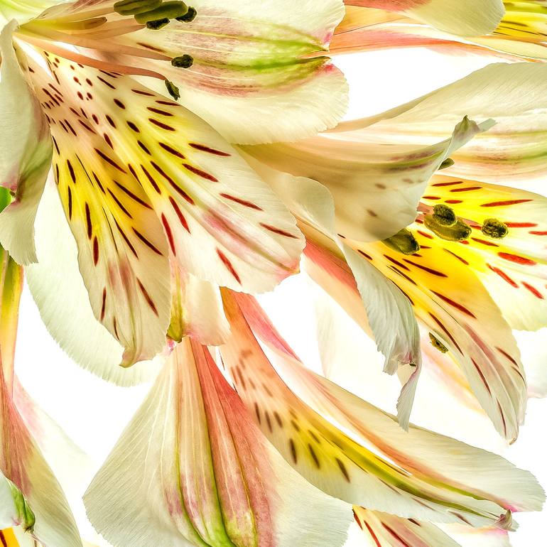 Original Fine Art Floral Photography by Steve Gallagher