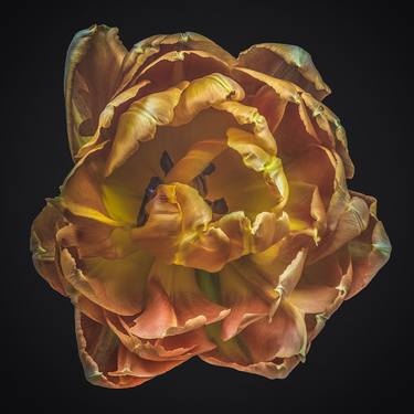 Original Realism Floral Photography by Steve Gallagher