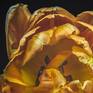Golden Tulip - DETAIL