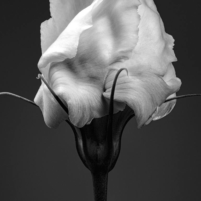 Original Floral Photography by Steve Gallagher