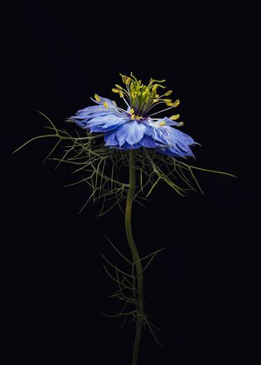 Original Photorealism Floral Photography by Steve Gallagher