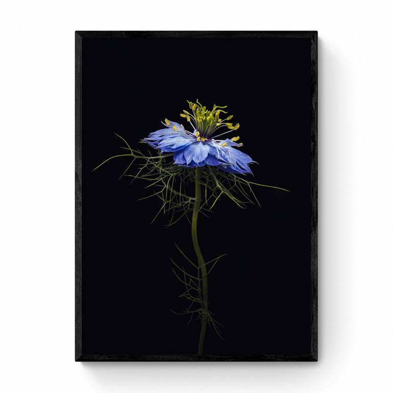 Original Photorealism Floral Photography by Steve Gallagher