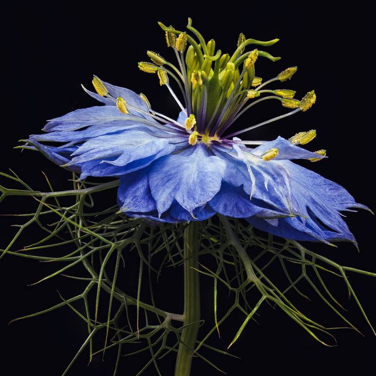 Original Photorealism Floral Photography by Steve Gallagher