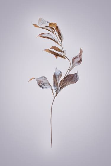 Original Photorealism Floral Photography by Steve Gallagher