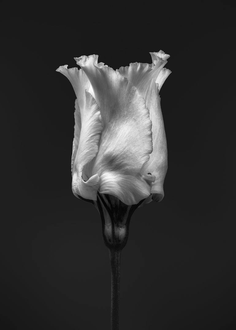 Original Fine Art Floral Photography by Steve Gallagher