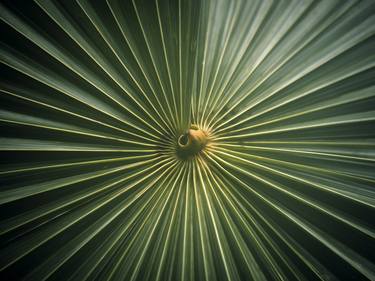 Print of Conceptual Nature Photography by neil maccormack