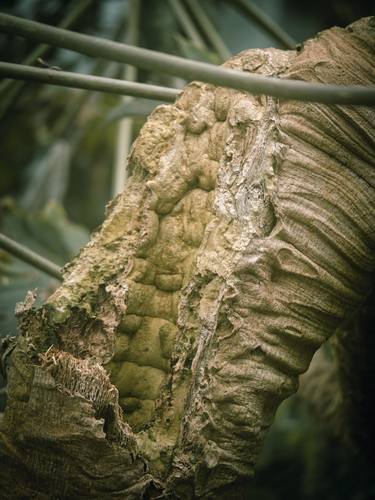 Print of Nature Photography by neil maccormack