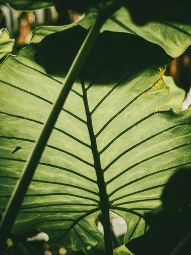 Print of Conceptual Nature Photography by neil maccormack