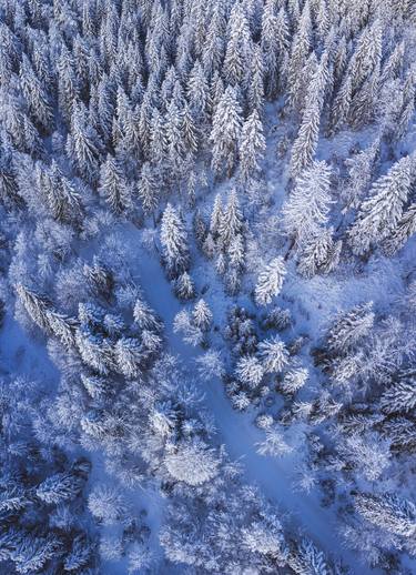 Winter Overhead forest 3 - Limited Edition of 5 thumb