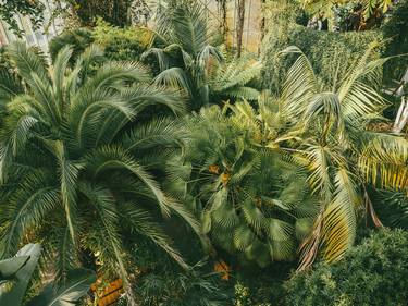Print of Fine Art Botanic Photography by neil maccormack