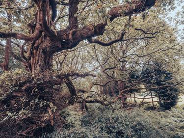 Print of Tree Photography by neil maccormack