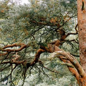 Collection The Ancient Forests of Britain